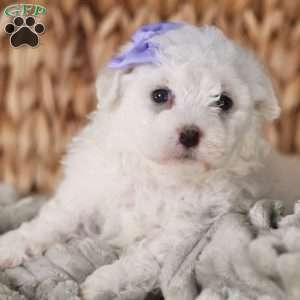 Bella, Bichon Frise Puppy